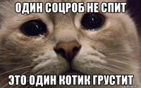 один соцроб не спит это один котик грустит