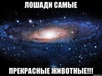 Лошади самые прекрасные Животные!!!