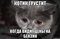 котик грустит когда видит цены на бензин