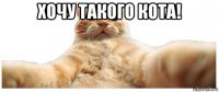 хочу такого кота! 