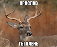 ярослав ты олень