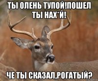 ты олень тупой!пошел ты нах*й! че ты сказал,рогатый?