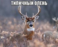 типичный олень 