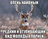 олень наивный редкий и отупивающий вид молодых парней