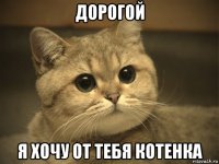 дорогой я хочу от тебя котенка