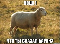 овца ! что ты сказал баран?