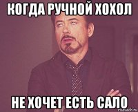 когда ручной хохол не хочет есть сало