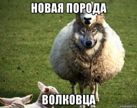 новая порода волковца