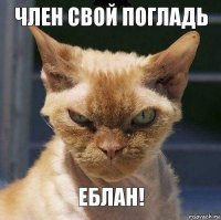 член свой погладь еблан!