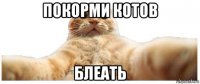 покорми котов блеать