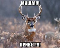 миша!!!! привет!!!!