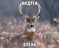 андрей олень