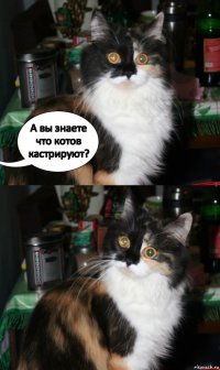 А вы знаете что котов кастрируют?