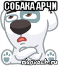 собака арчи 