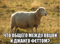  что общего между овцой и джанго феттом?