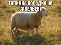 типична породия на савельеву 