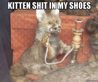 kitten shit in my shoes 