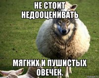 не стоит недооценивать мягких и пушистых овечек.