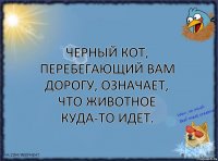 Черный кот, перебегающий вам дорогу, означает, что животное куда-то идет.