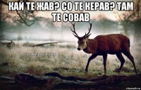 кай те жав? со те керав? там те совав 