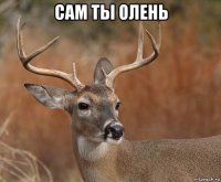 сам ты олень 