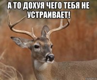 а то дохуя чего тебя не устраивает! 