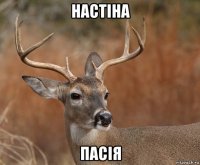 настіна пасія