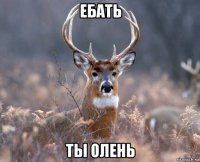 ебать ты олень