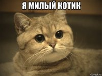 я милый котик 