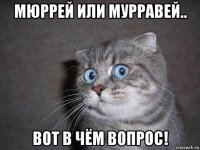 мюррей или мурравей.. вот в чём вопрос!