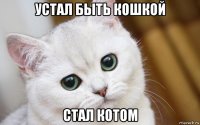 устал быть кошкой стал котом