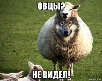 овцы? не видел!