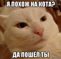 я похож на кота? да пошёл ты