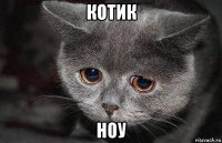 котик ноу