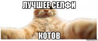 лучшее селфи котов