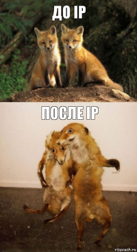 До IP После IP