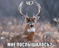 че? мне послышалось?