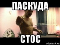 паскуда стос