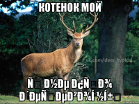 котенок мой ñ ð½ðµ ð¿ñð¾ ð´ðµñðµð²ð¾í ½í±