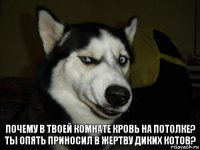 Почему в твоей комнате кровь на потолке?
Ты опять приносил в жертву диких котов?