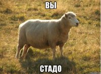 вы стадо