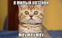 я милый котёнок мяу мяу мяу