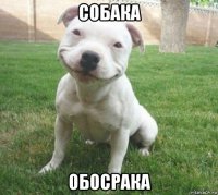 собака обосрака