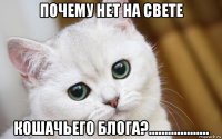 почему нет на свете кошачьего блога?...................