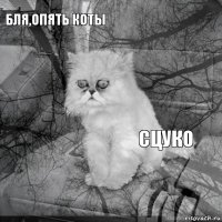 бля,опять коты сцуко        