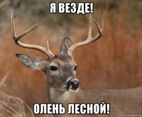 я везде! олень лесной!