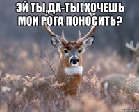 эй ты,да-ты! хочешь мои рога поносить? 