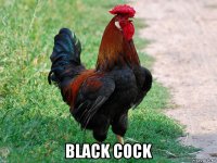  black cock