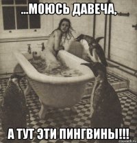 ...моюсь давеча, а тут эти пингвины!!!