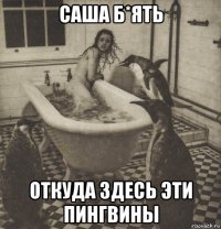 саша б*ять откуда здесь эти пингвины